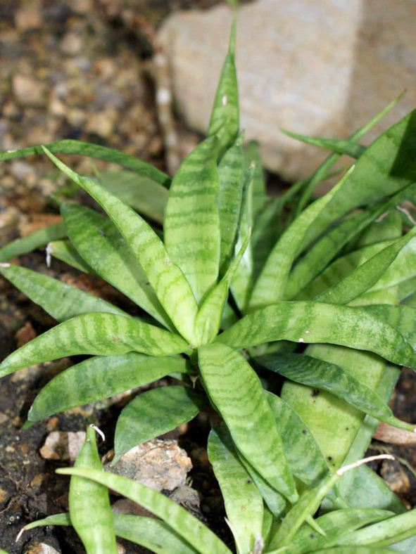 Dracaena parva (Kenya Hyacinth) aka Sansevieria parva