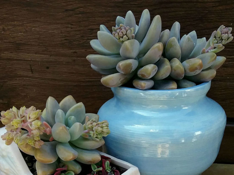 Graptosedum 'Blue Giant' aka Sedeveria 'Blue Giant'