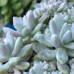 Graptosedum 'Blue Giant' aka Sedeveria 'Blue Giant'