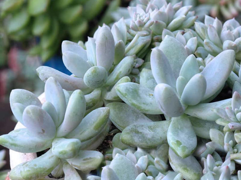 Graptosedum 'Blue Giant' aka Sedeveria 'Blue Giant'