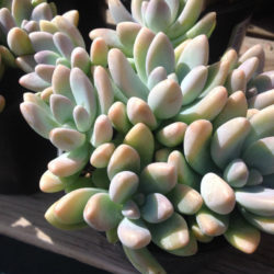 Graptosedum 'Blue Giant' aka Sedeveria 'Blue Giant'
