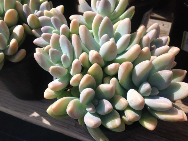 Graptosedum 'Blue Giant' aka Sedeveria 'Blue Giant'