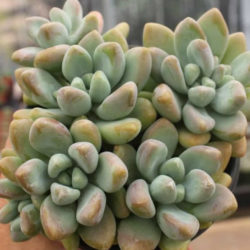 Graptosedum 'Blue Giant' aka Sedeveria 'Blue Giant'
