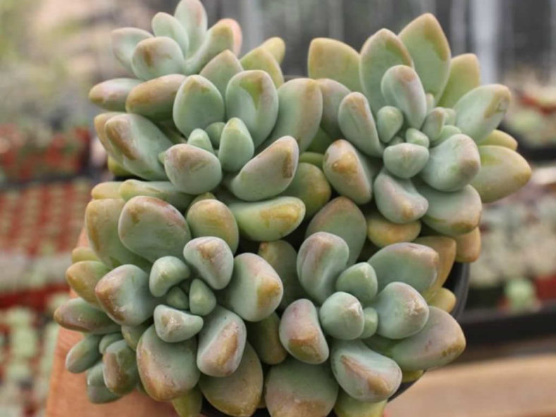 Graptosedum 'Blue Giant' aka Sedeveria 'Blue Giant'