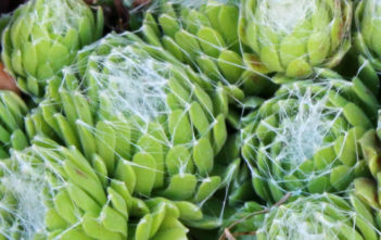 Sempervivum arachnoideum 'Cebenese' Sempervivum arachnoideum 'Cebenese'