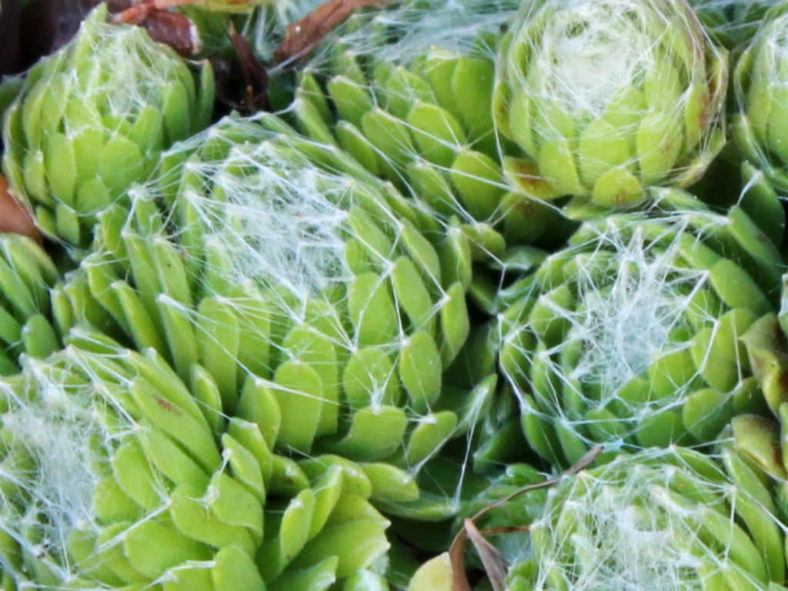 Sempervivum arachnoideum 'Cebenese'
