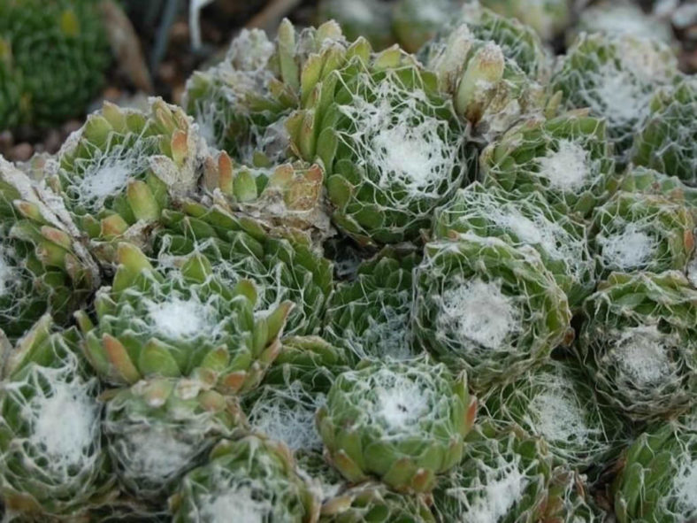 Sempervivum arachnoideum 'Cebenese'