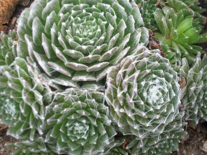 Sempervivum arachnoideum 'Cebenese'