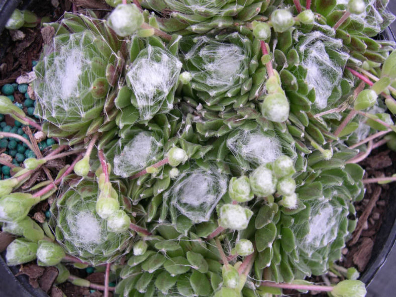 Sempervivum arachnoideum 'Cebenese'