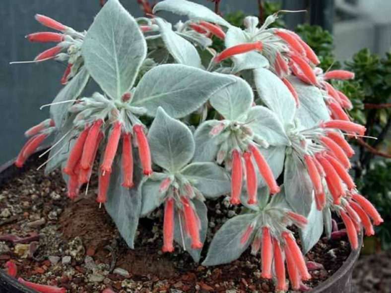 Sinningia leucotricha - Brazilian Edelweiss