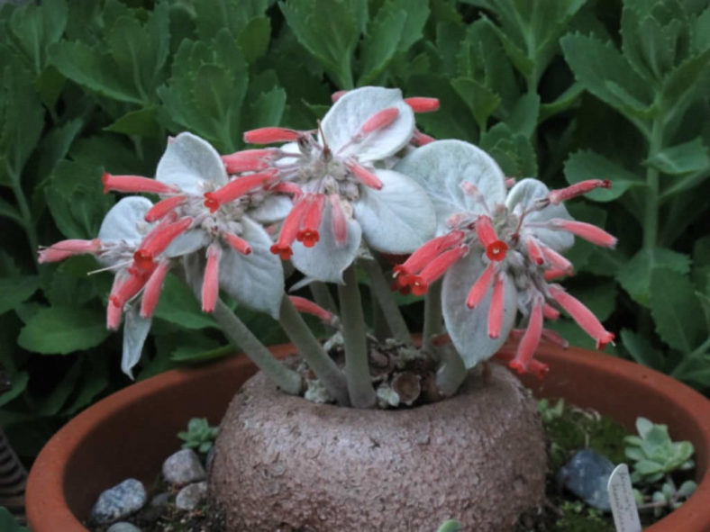 Sinningia leucotricha - Brazilian Edelweiss