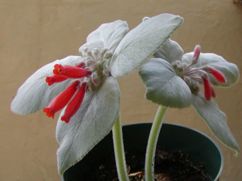 Sinningia leucotricha - Brazilian Edelweiss