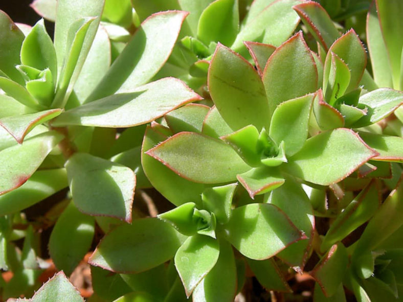 Aeonium decorum 'Cooperi'