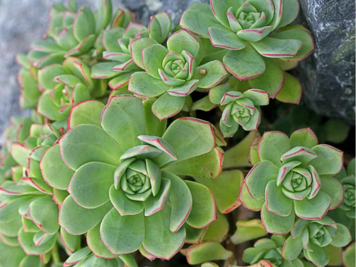 Aeonium decorum var. guarimarense - World of Succulents