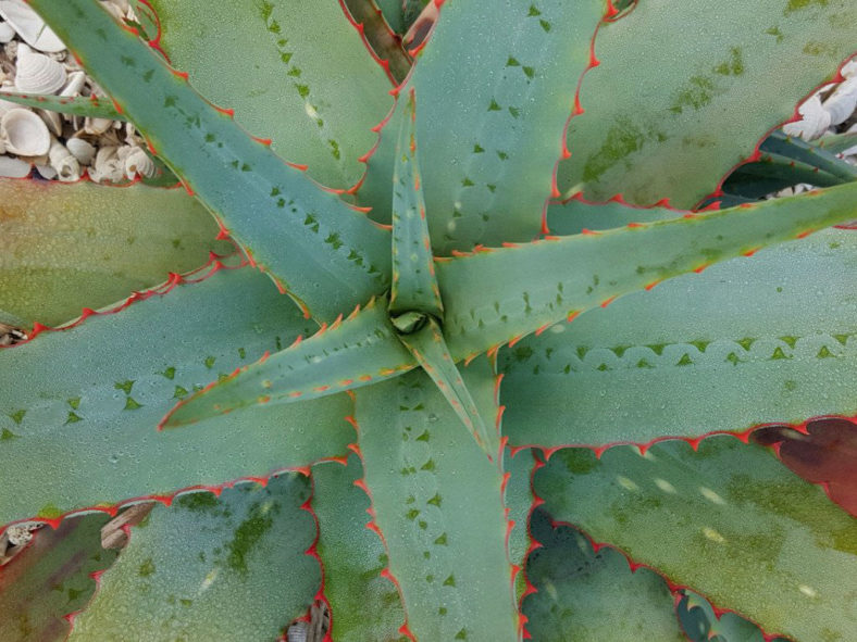 Aloe 'Blue Sky'