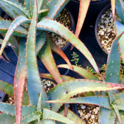 Aloe 'Blue Sky'