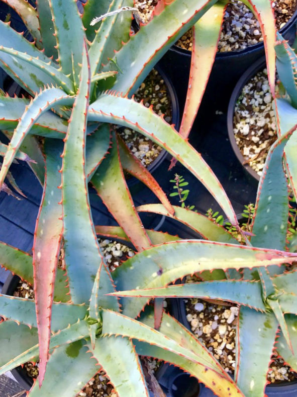 Aloe 'Blue Sky'