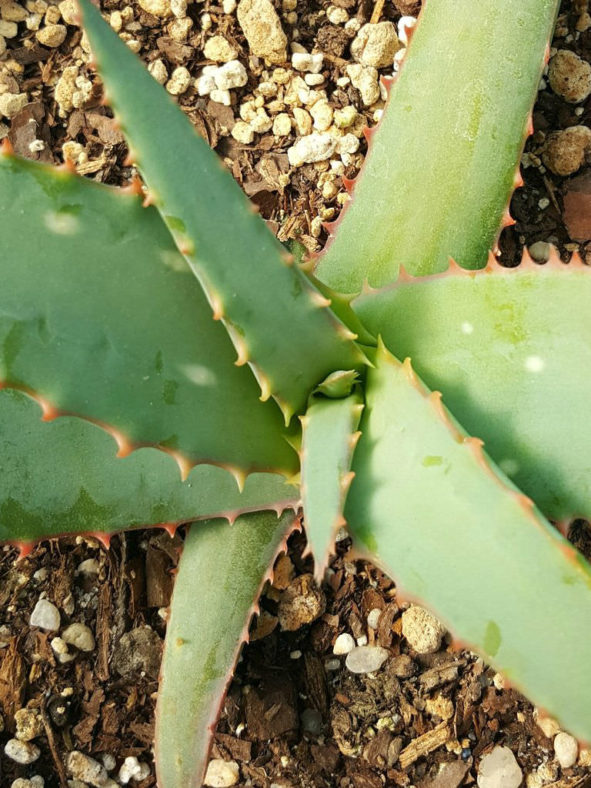 Aloe 'Blue Sky'