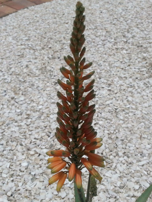 Aloe 'Blue Sky'