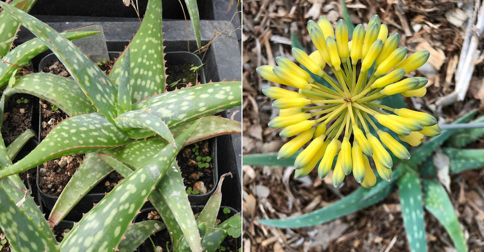 aloe vera trinkgel nebenwirkungen LR ALOE VERA DRINKING GEL Honig – LR VIP main image 1