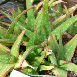 Aloe sinkatana (Sudan Aloe)