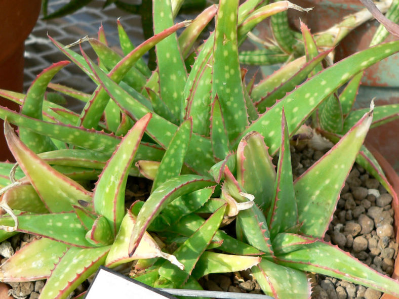 Aloe sinkatana (Sudan Aloe)