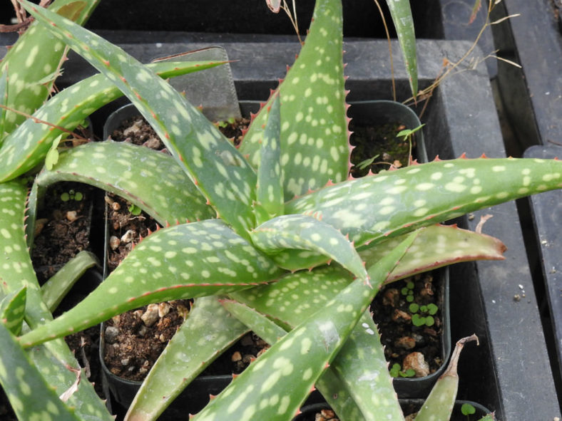 Aloe sinkatana (Sudan Aloe)