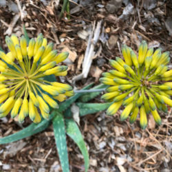 Aloe sinkatana (Sudan Aloe)