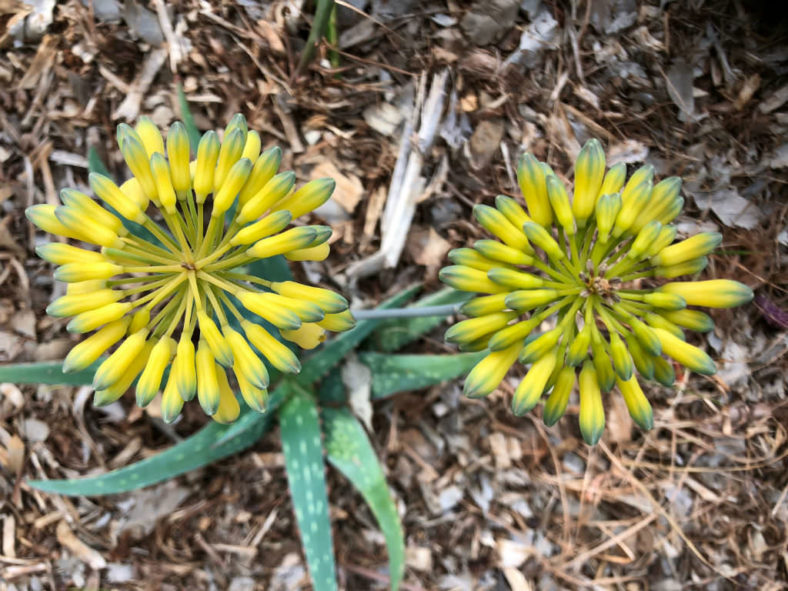 Aloe sinkatana (Sudan Aloe)
