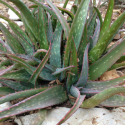 Aloe sinkatana (Sudan Aloe)