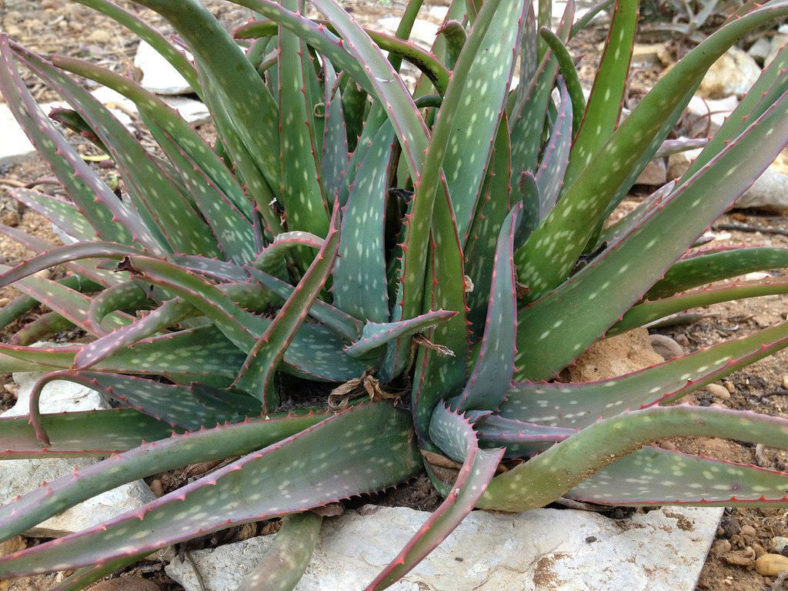 Aloe sinkatana (Sudan Aloe)