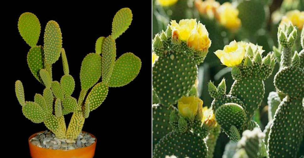 Opuntia microdasys \u2018Bunny ears\u2019 Cactus Live Plant.