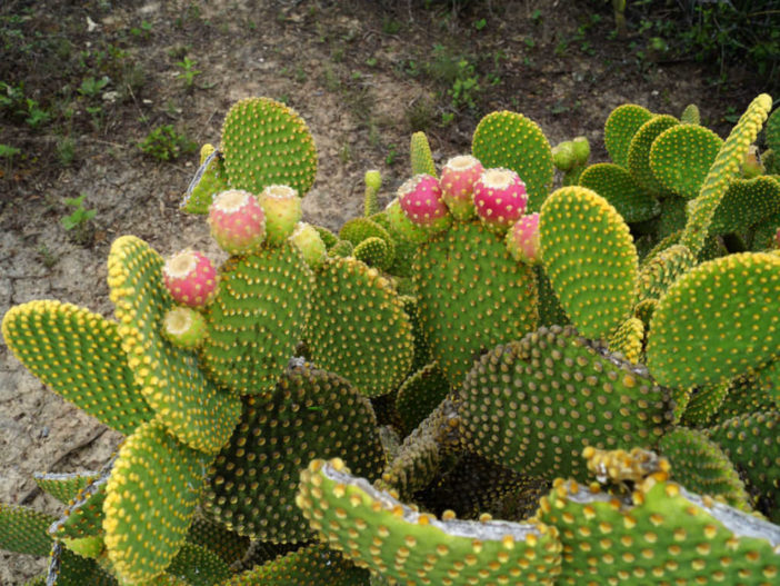Grow and Care Bunny Ears Cactus (Opuntia microdasys)