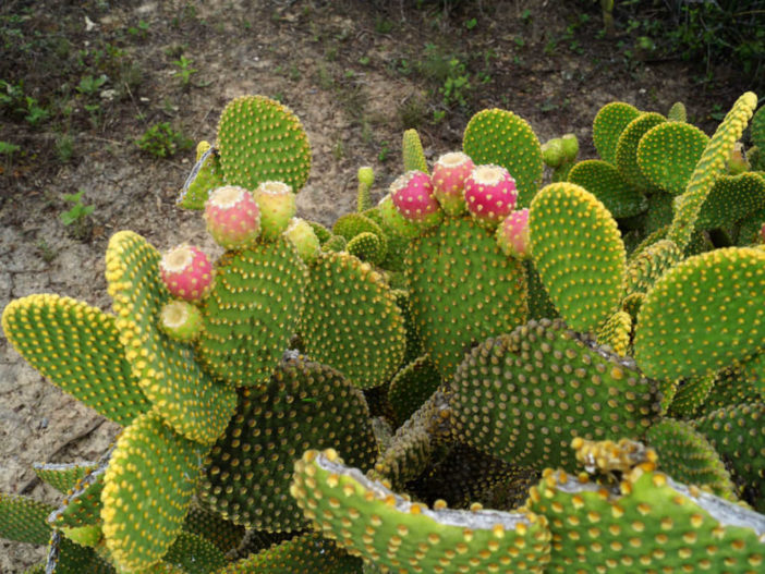 كيف ينمو ويرعى صبار آذان الأرنب Bunny-Ears-Cactus-Opuntia-microdasys1-702x527