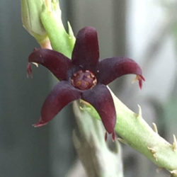 Caralluma stalagmifera (Dark Purple Caralluma)