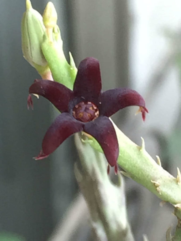 Caralluma stalagmifera (Dark Purple Caralluma)
