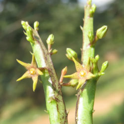 Caralluma stalagmifera (Dark Purple Caralluma)