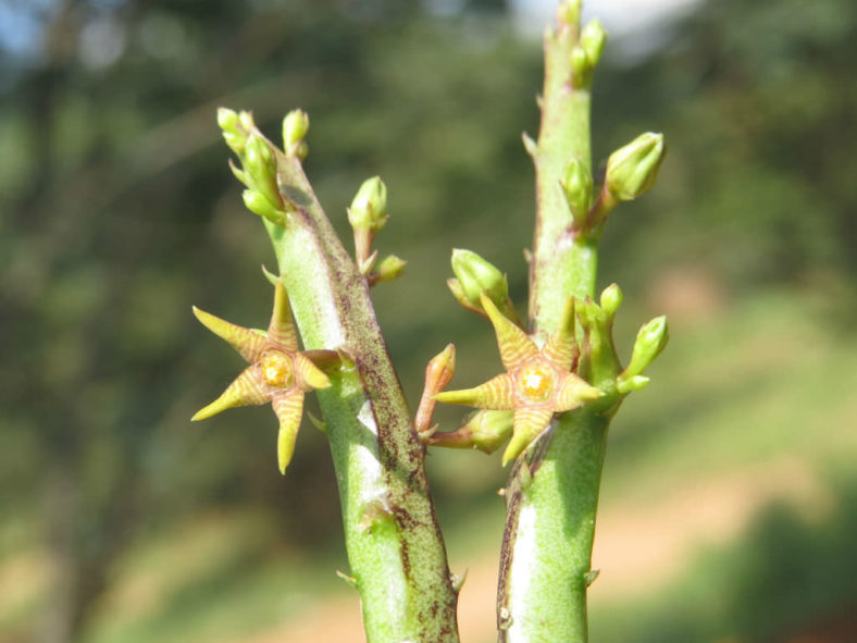 Caralluma stalagmifera (Dark Purple Caralluma)
