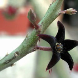 Caralluma stalagmifera (Dark Purple Caralluma)