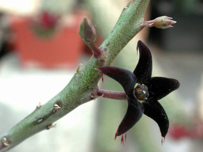 Caralluma stalagmifera (Dark Purple Caralluma)