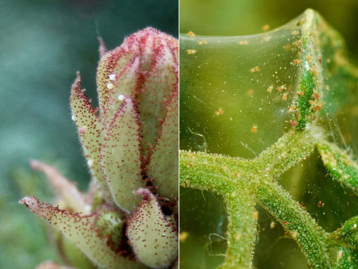 Control Spider Mites on Your Succulents