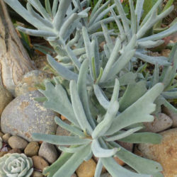 Cotyledon orbiculata 'Elk Horns'
