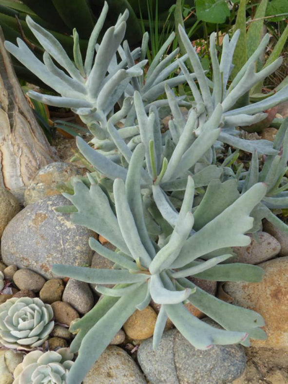 Cotyledon orbiculata 'Elk Horns'