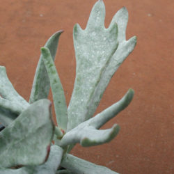 Cotyledon orbiculata 'Elk Horns'
