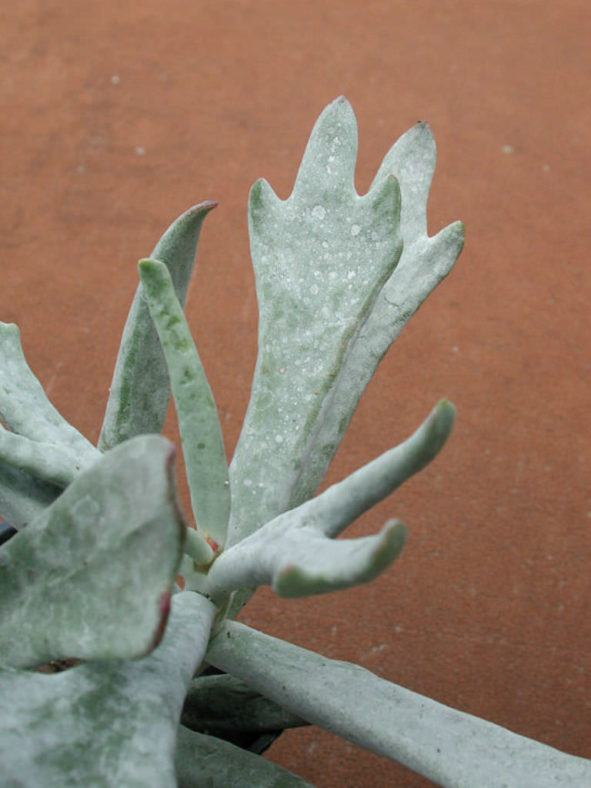 Cotyledon orbiculata 'Elk Horns'
