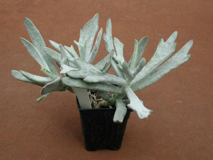 Cotyledon orbiculata 'Elk Horns' World of Succulents