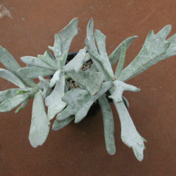 Cotyledon orbiculata 'Elk Horns'