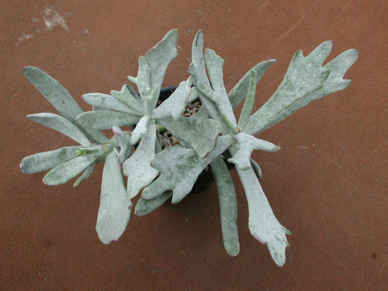 Cotyledon orbiculata 'Elk Horns'