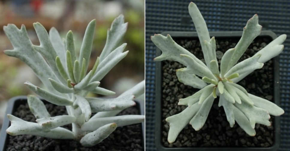 Cotyledon Orbiculata Staghorn World Of Succulents