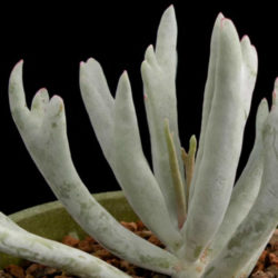 Cotyledon orbiculata 'Staghorn'